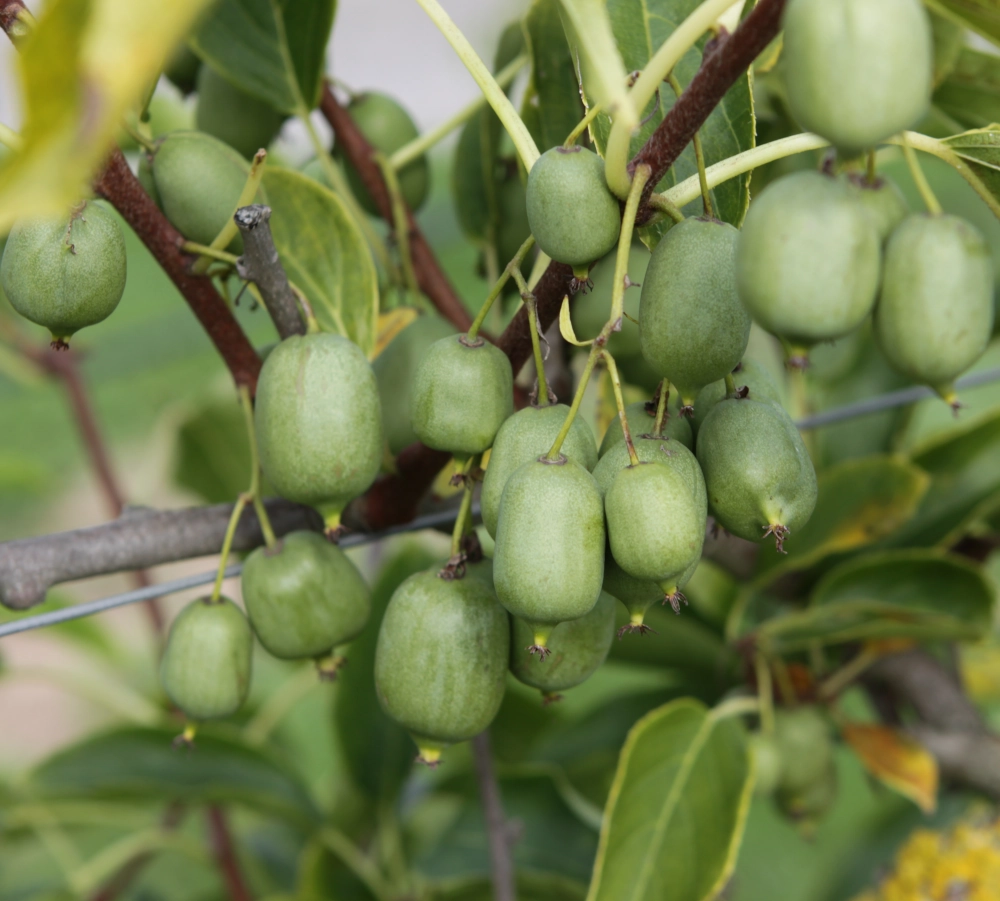 Kiwi 'Actinidia arguta Super Issai', 40 bis 80 cm Höhe Cover